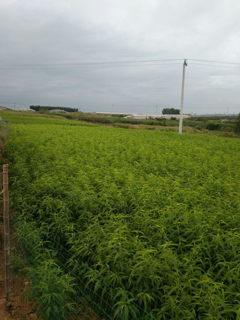 油四！未来一号！鲁油二号！126桃苗！接受预订！每年六月