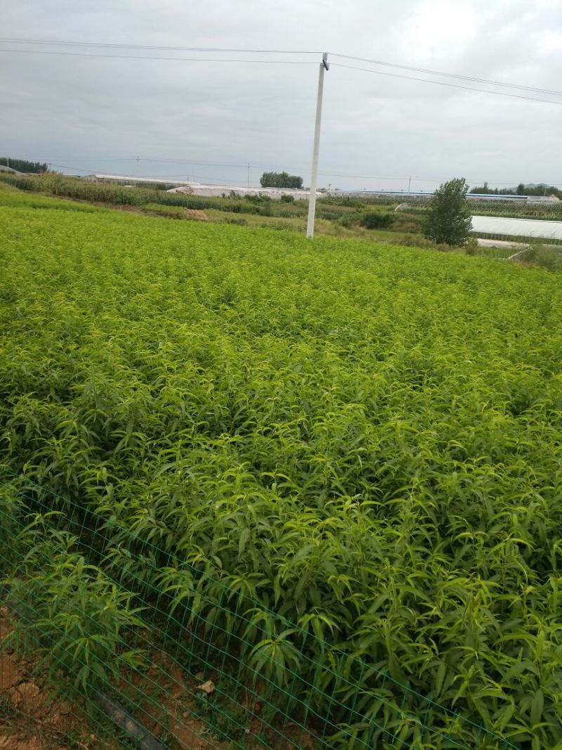 油四！未来一号！鲁油二号！126桃苗！接受预订！每年六月