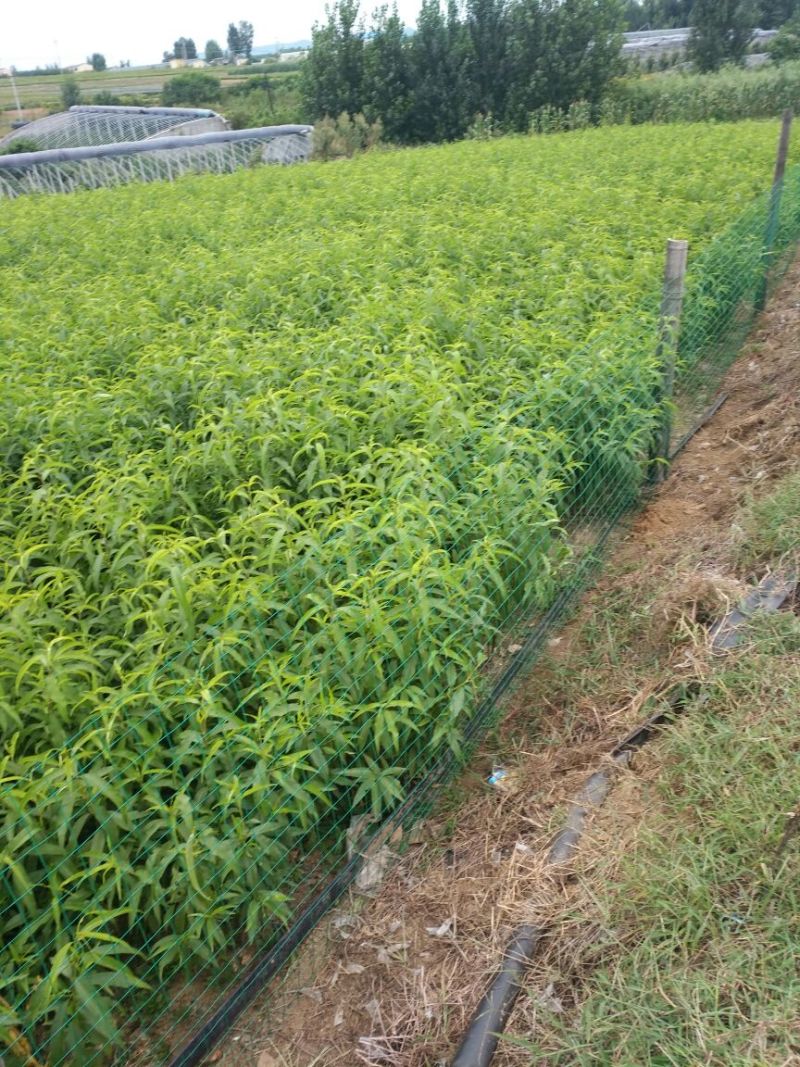 油四！未来一号！鲁油二号！126桃苗！接受预订！每年六月