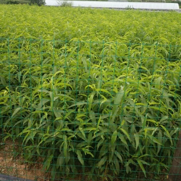 油四！未来一号！鲁油二号！126桃苗！接受预订！每年六月