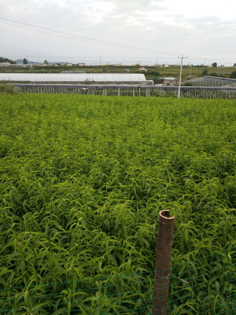 油四！未来一号！鲁油二号！126桃苗！接受预订！每年六月