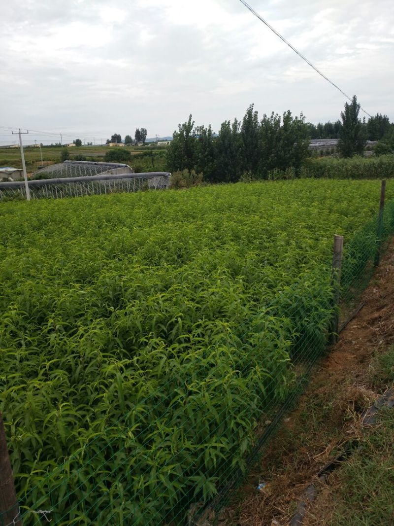 油四！未来一号！鲁油二号！126桃苗！接受预订！每年六月