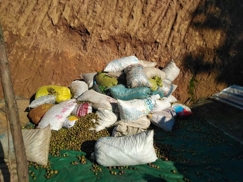 山茶油果中籽