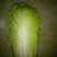 娃娃菜10两以上以上