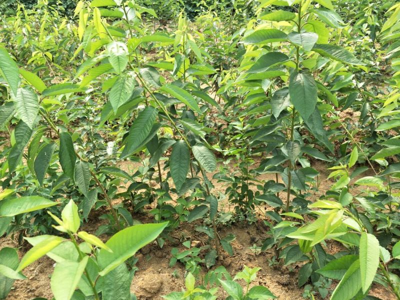 基地直销1公分美早樱桃树苗价格3公分矮化樱桃树苗价格