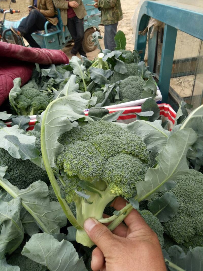 耐寒优秀西兰花0.8~1.2斤，价格合理，随行就市