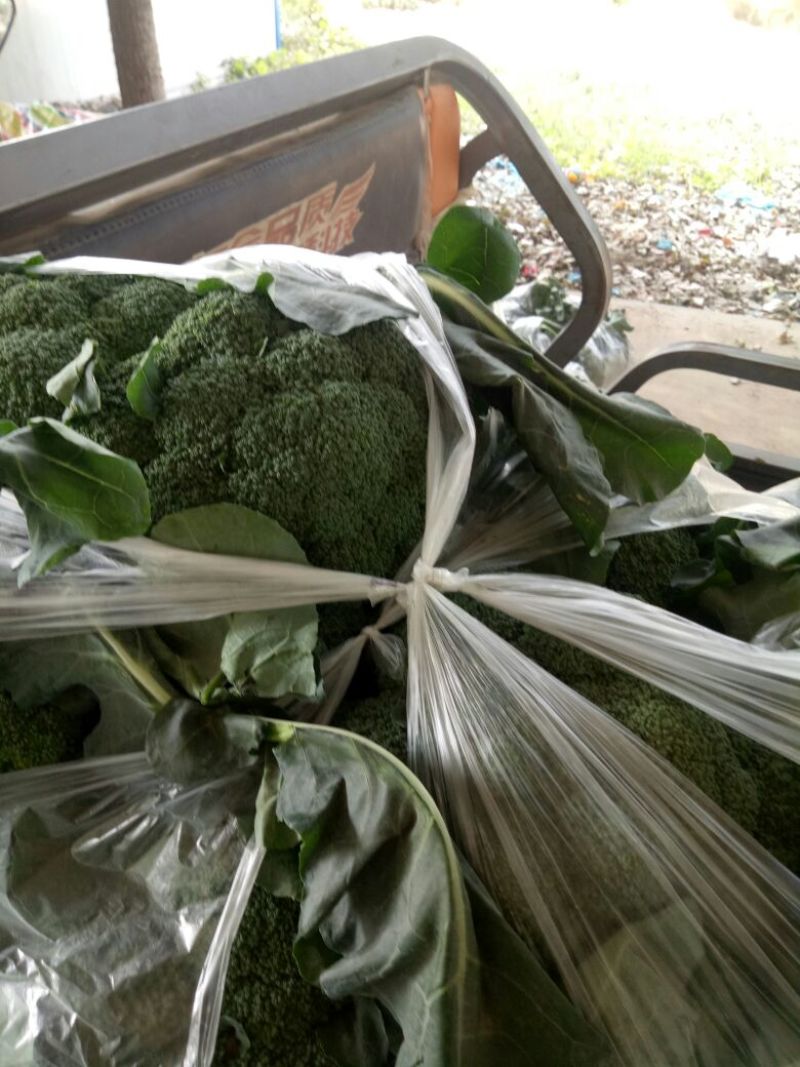 耐寒优秀西兰花0.8~1.2斤，价格合理，随行就市