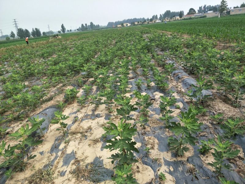 基地直销1米高无花果苗价格布兰瑞克无花果树苗批发