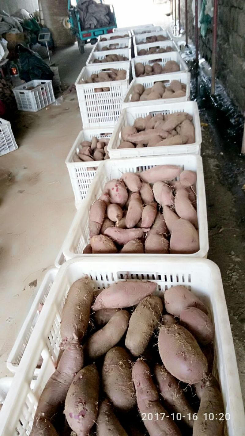 紫薯3两以上紫罗兰紫薯紫心，精品手选货