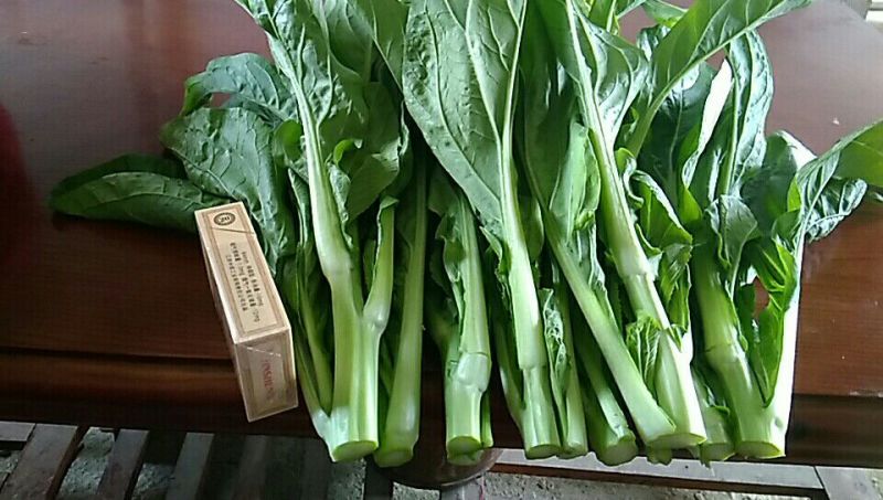 迟菜心40~50厘米