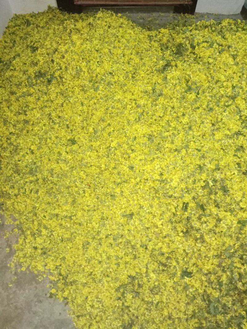 野菊花散装