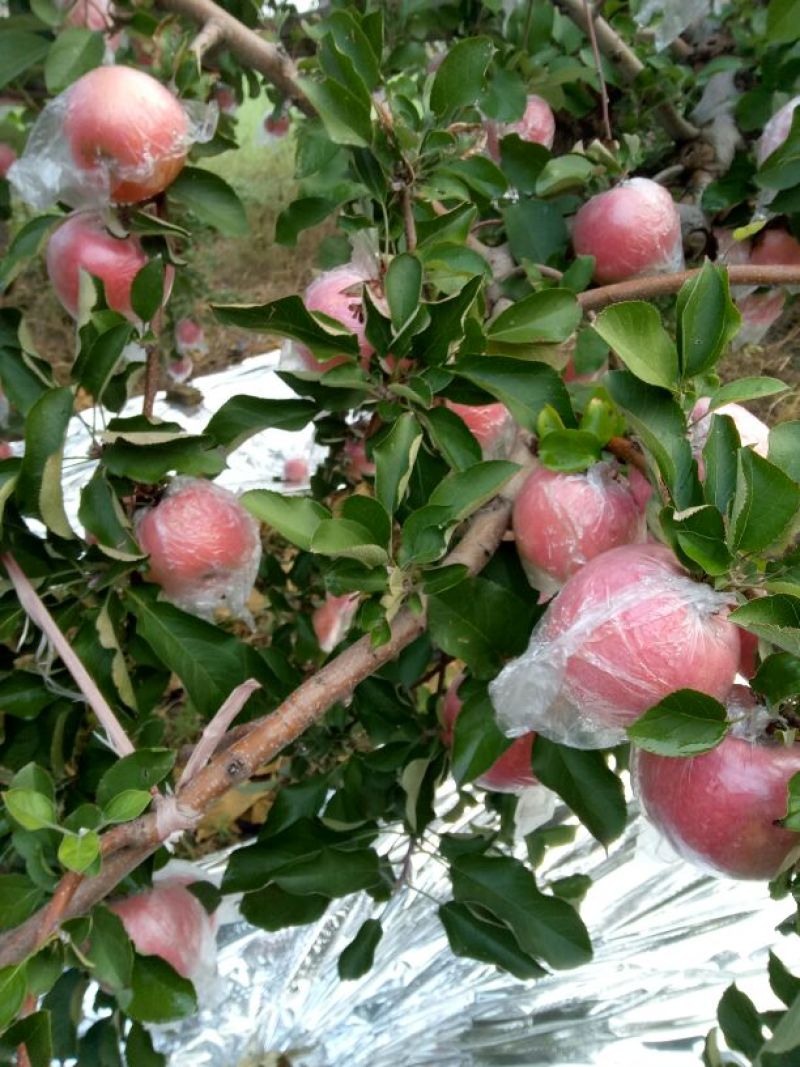 苹果山西红富土冰糖心苹果纸十膜代红富士规格齐全