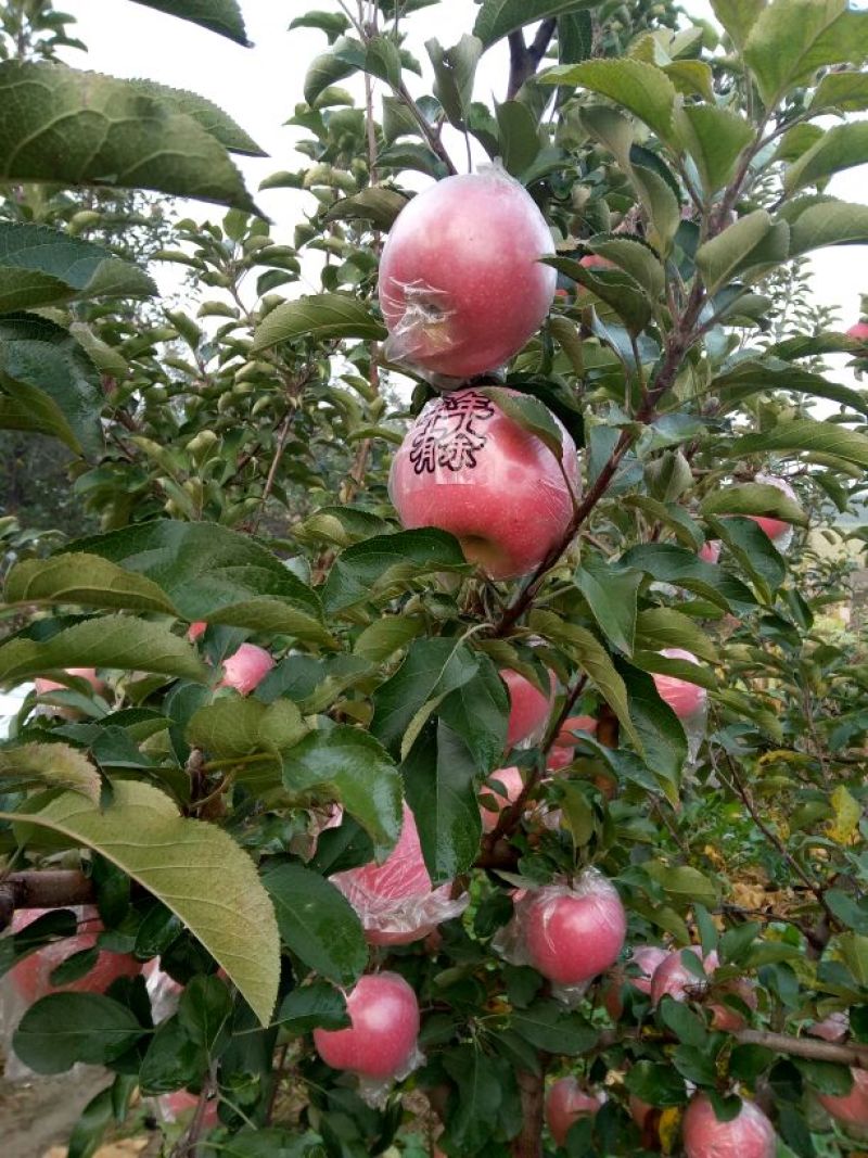 苹果山西红富土冰糖心苹果纸十膜代红富士规格齐全