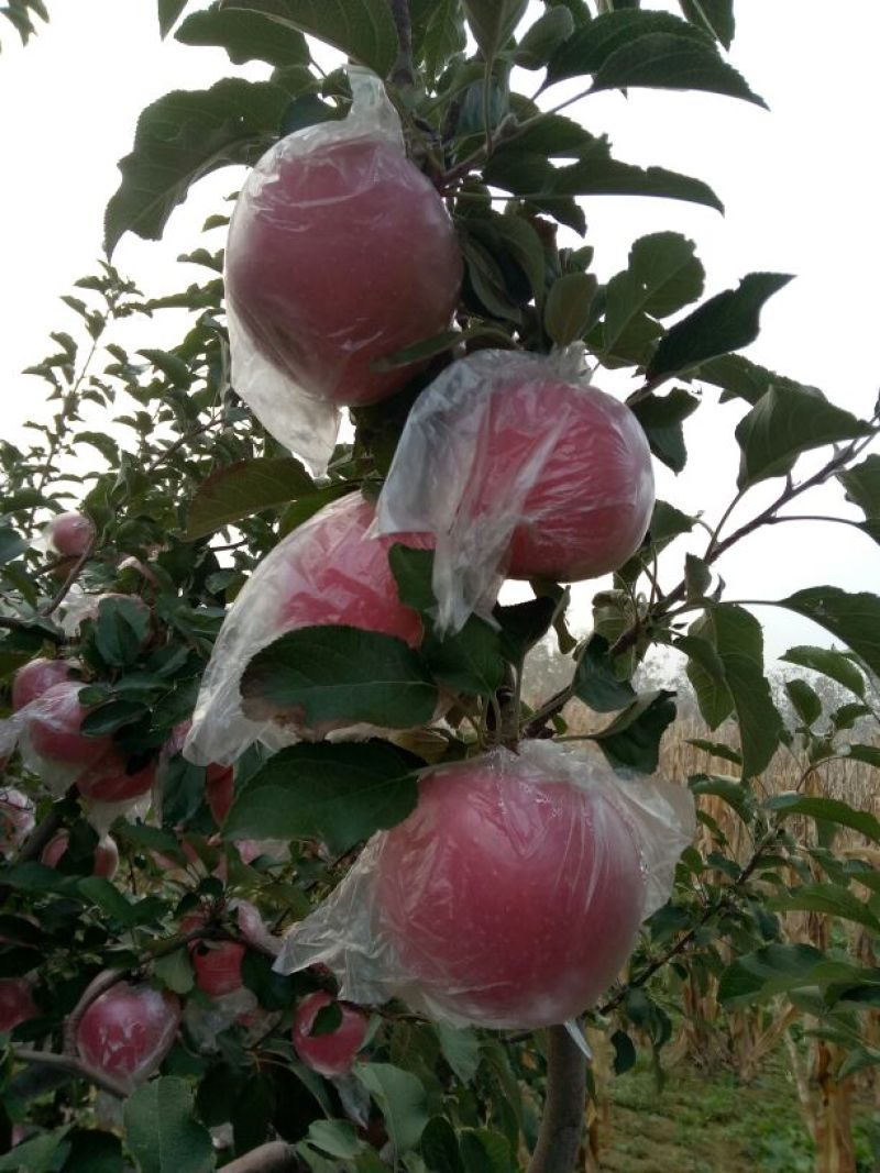 苹果山西红富土冰糖心苹果纸十膜代红富士规格齐全