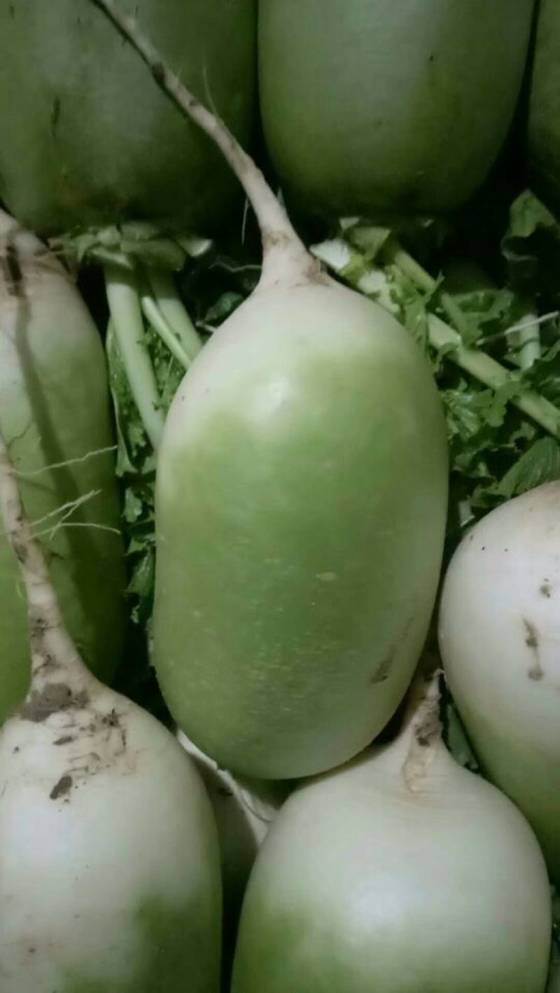 大量精品青萝卜1-1.5，可以供应超市，市场