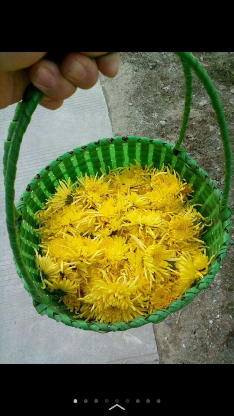 金丝皇菊茶一级