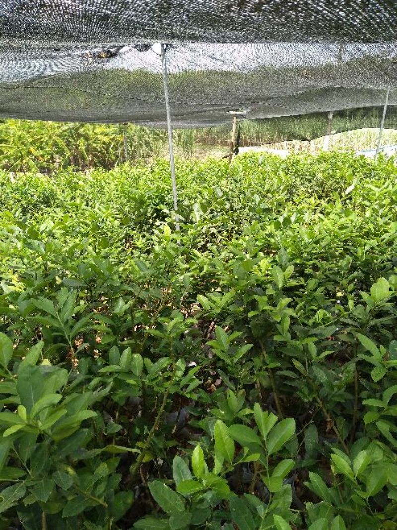 柠檬苗80~120cm