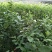 柠檬苗80~120cm