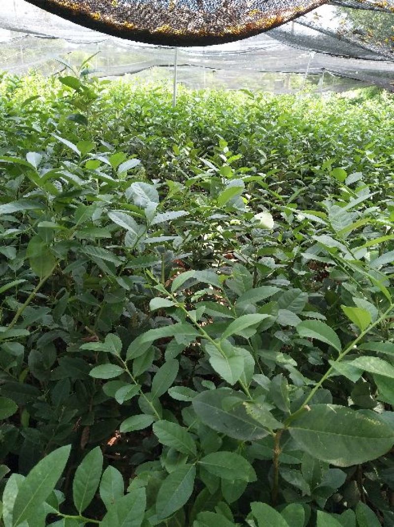 柠檬苗80~120cm
