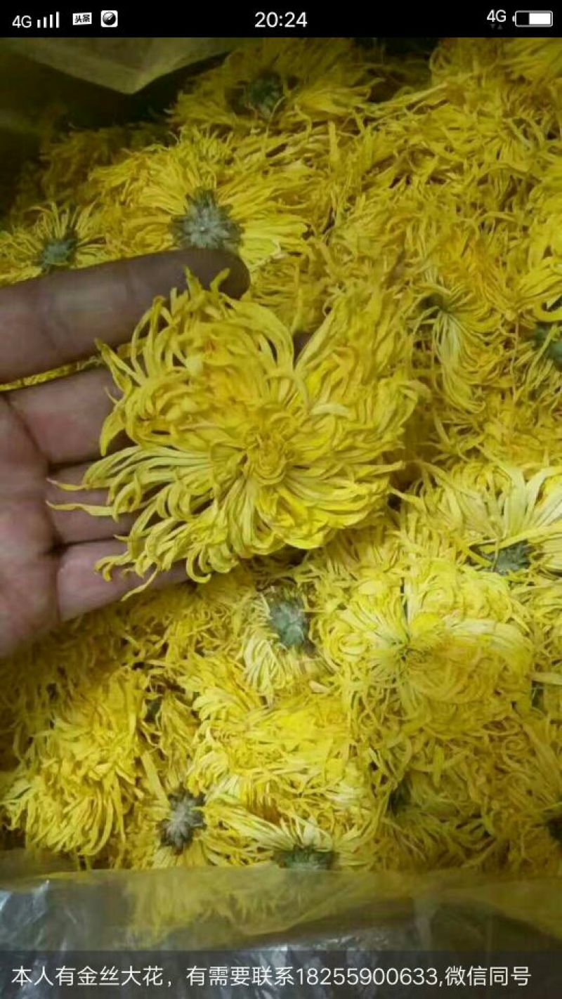 金丝皇菊茶一级