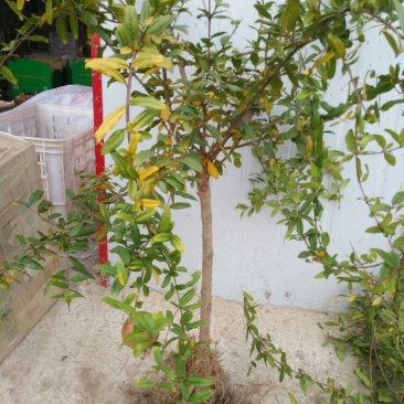 河阴软籽石榴苗包活包纯度可技术指导一年嫁接苗