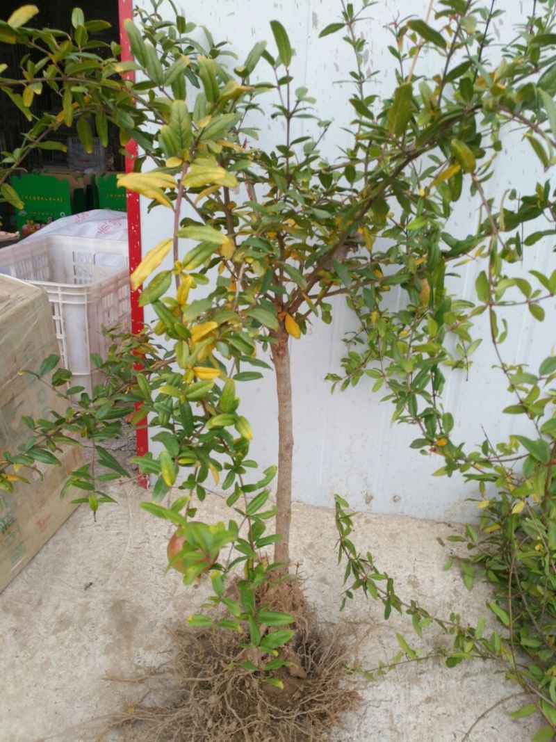 河阴软籽石榴苗包活包纯度可技术指导一年嫁接苗