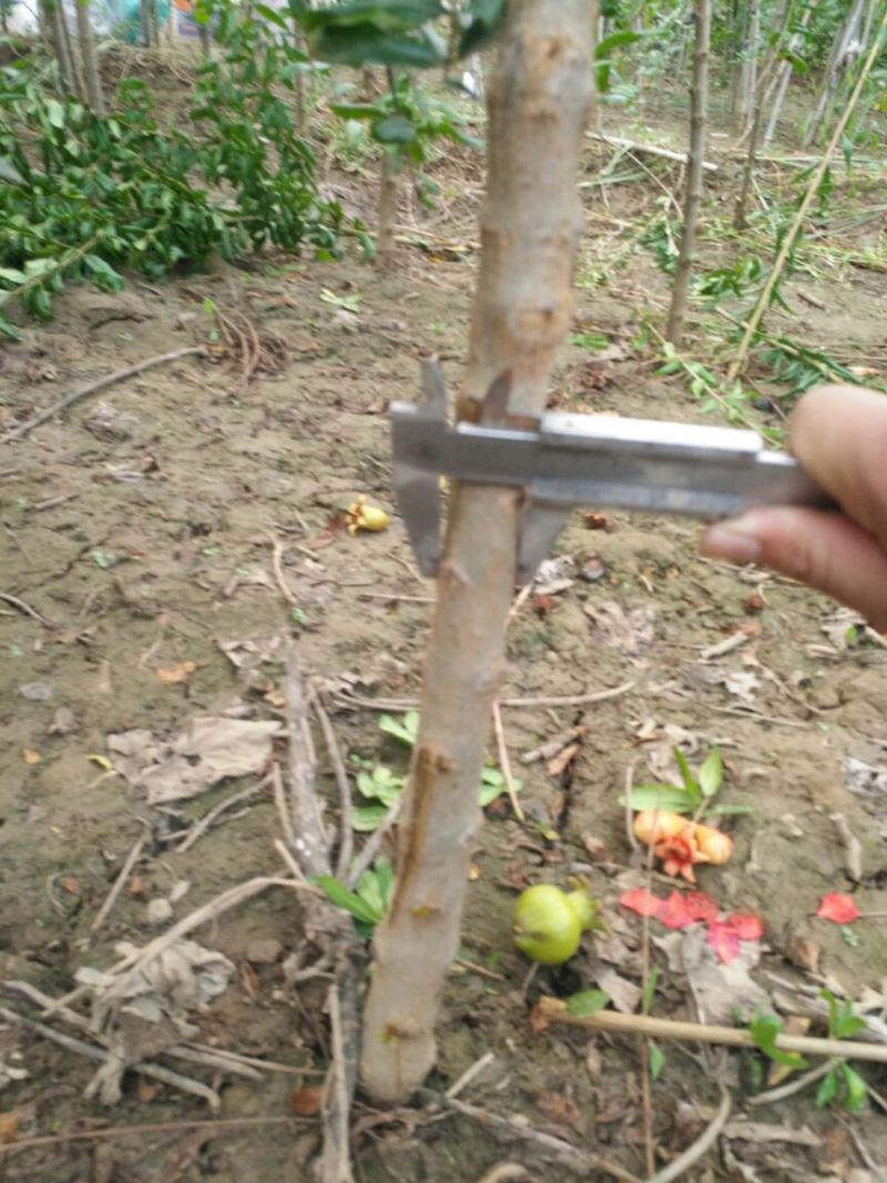 河阴软籽石榴苗包活包纯度可技术指导一年嫁接苗