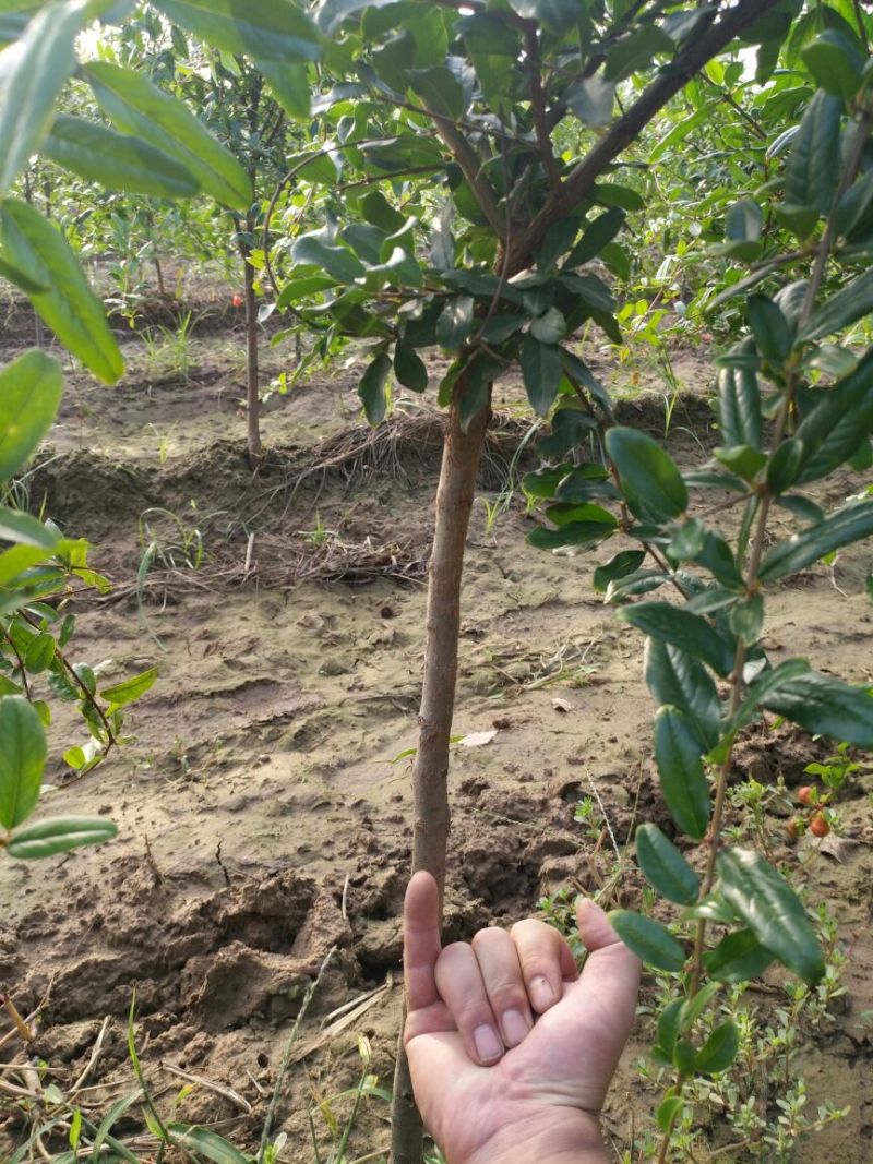 河阴软籽石榴苗包活包纯度可技术指导一年嫁接苗