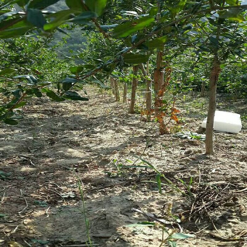 河阴软籽石榴苗包活包纯度可技术指导一年嫁接苗