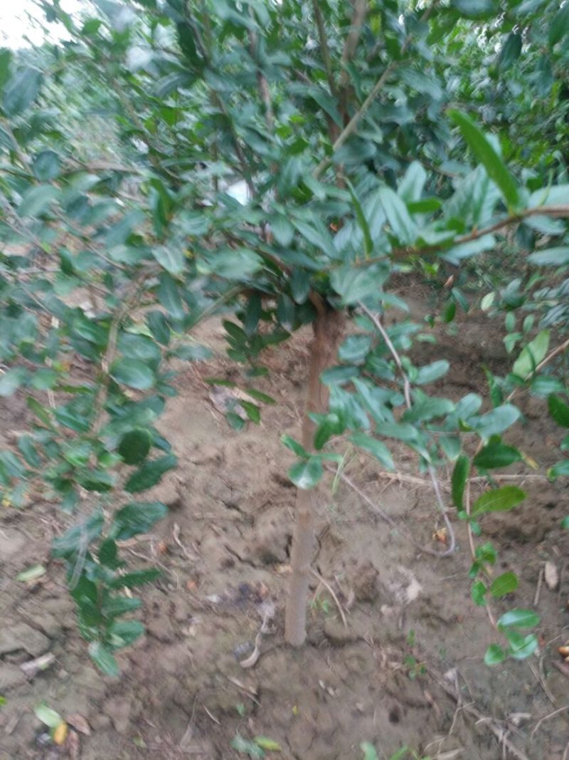 河阴软籽石榴苗包活包纯度可技术指导一年嫁接苗