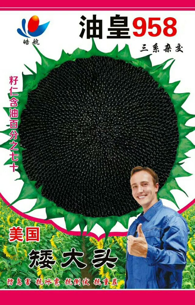 葵花种子
