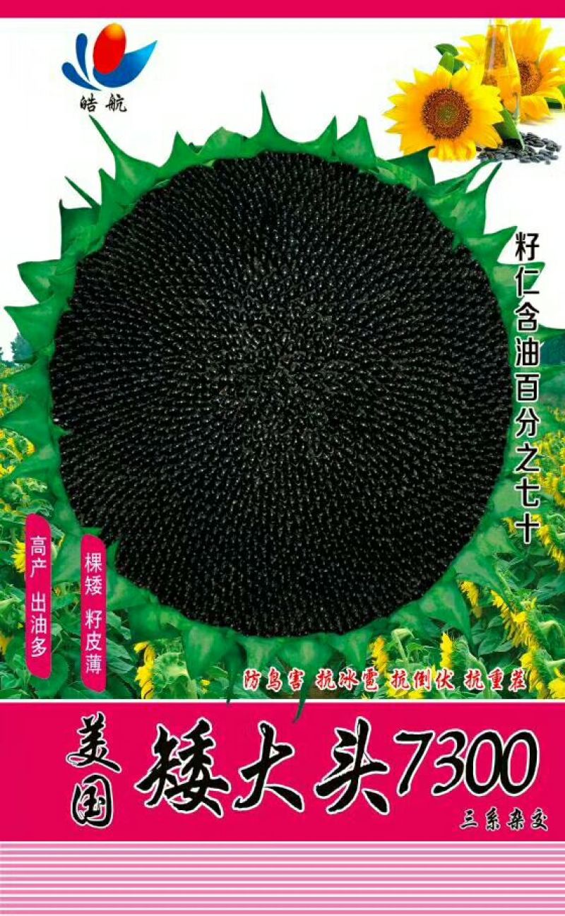 葵花种子
