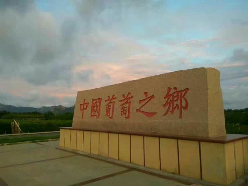 巨峰葡萄苗50~80cm1年基地直供保证纯度保证质