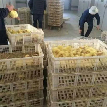 鹅苗250g