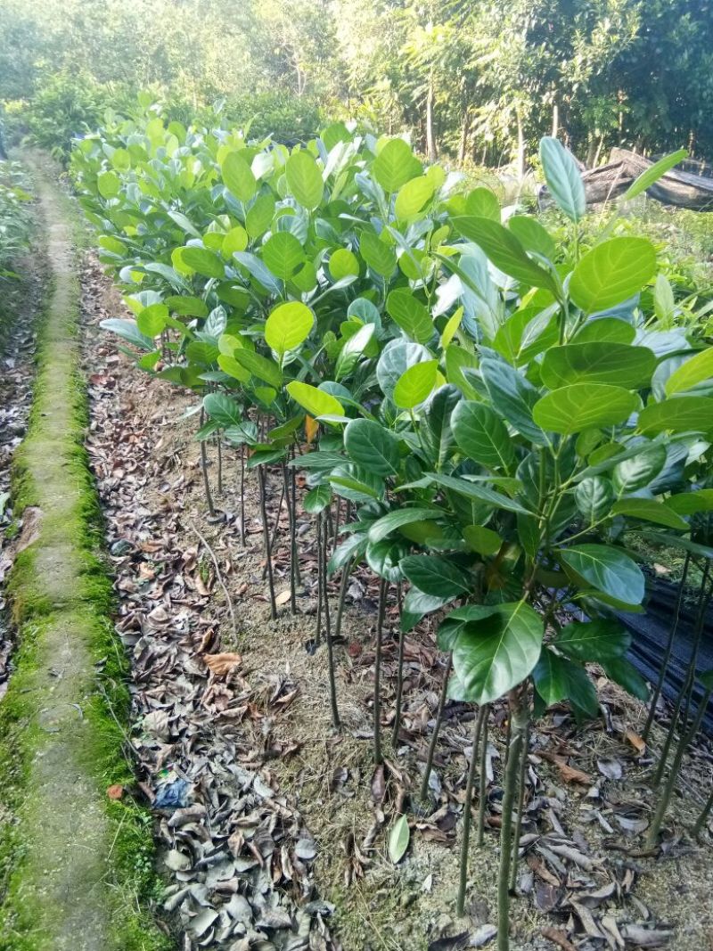 各种不同规格营养杯苗。菠萝蜜苗稿接树
