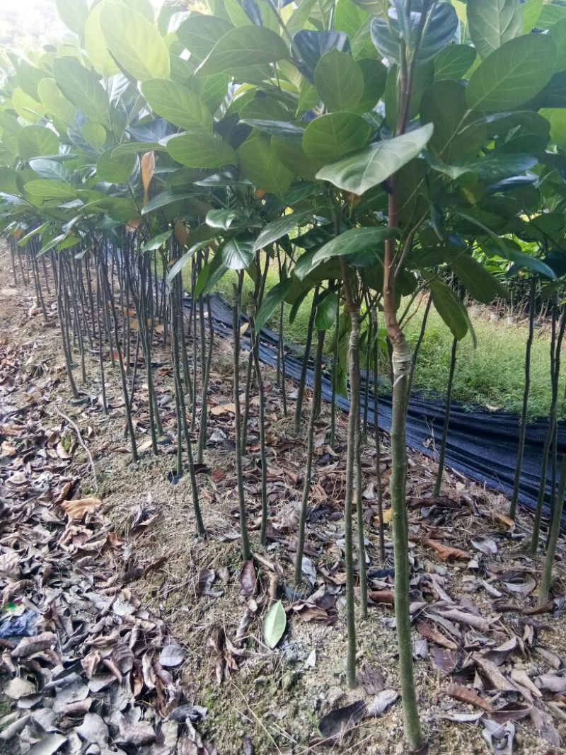 各种不同规格营养杯苗。菠萝蜜苗稿接树
