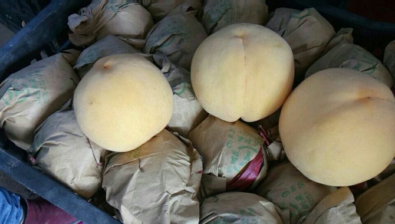 黄桃4两以上