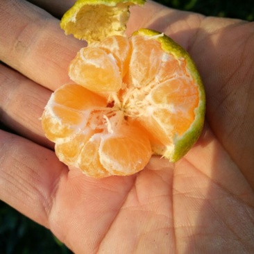 南丰蜜橘4~4.5cm