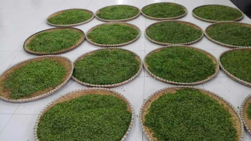 五峰绿茶