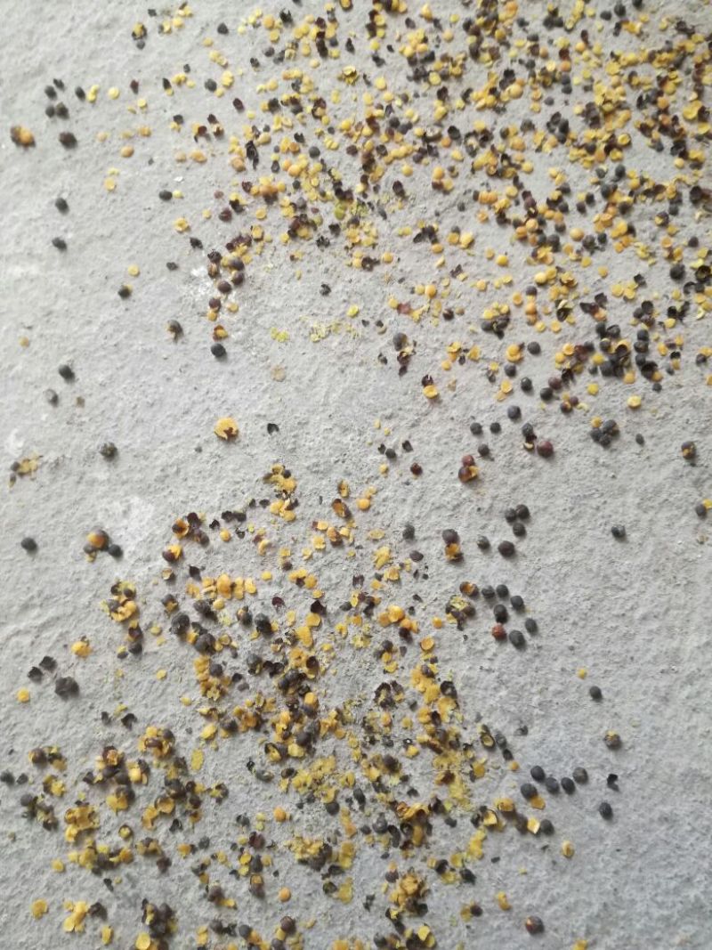 甘蓝型油菜籽2级