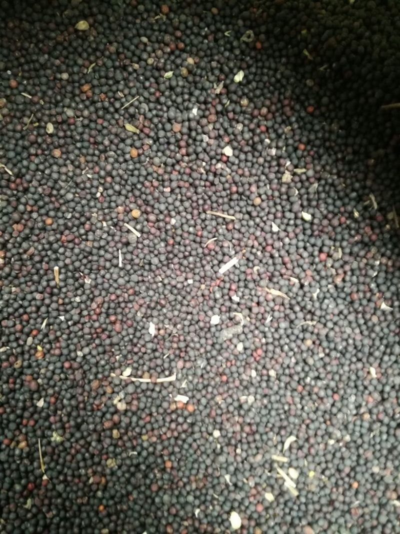 甘蓝型油菜籽2级
