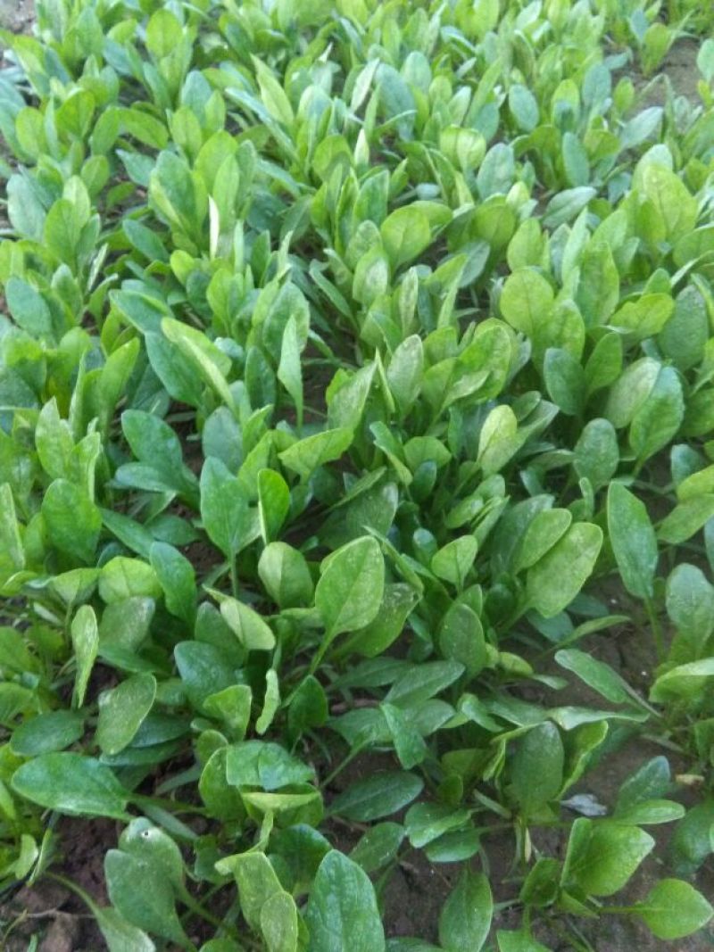 山东泰安范镇精品优质小菠菜大量供货中，各种规格尺寸