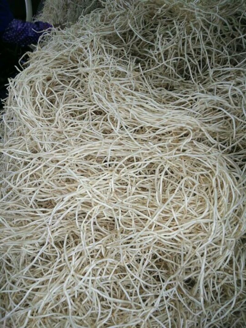 湖北鱼腥草根中粗根细根白嫩新根已经大量上市