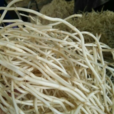 湖北鱼腥草根鱼腥草之乡中粗根细根嫩白脆