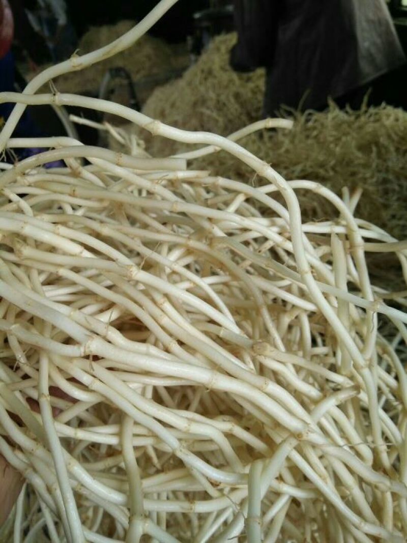 湖北鱼腥草根鱼腥草之乡中粗根细根嫩白脆