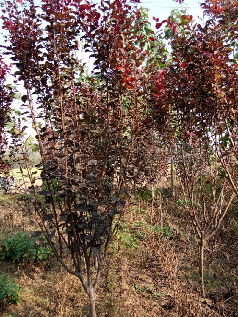 梨树4~6cm1.5~2米