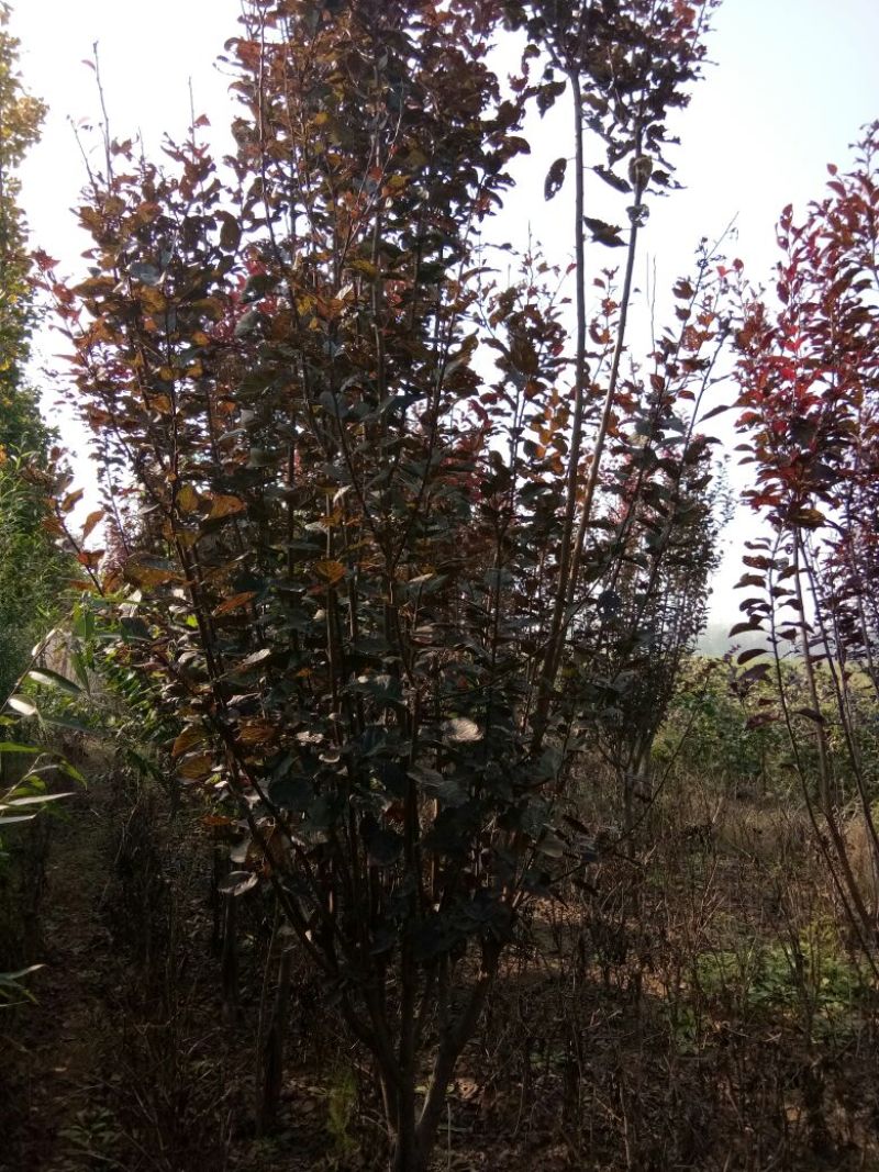 梨树4~6cm1.5~2米