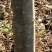 梨树4~6cm1.5~2米