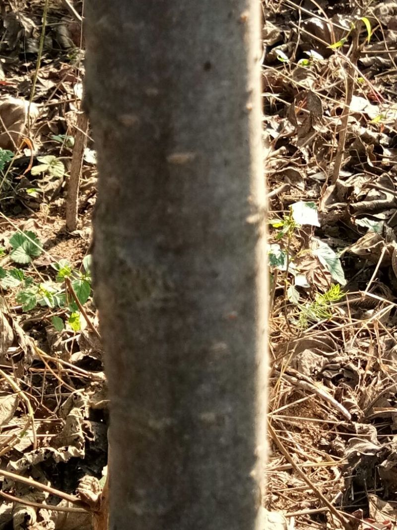 梨树4~6cm1.5~2米