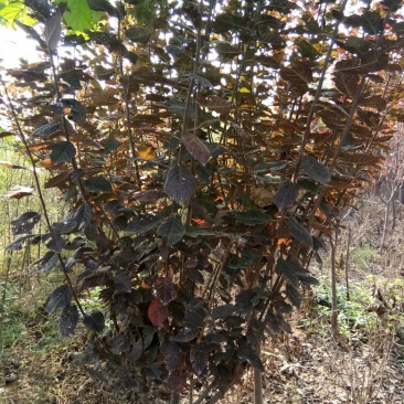梨树4~6cm1.5~2米